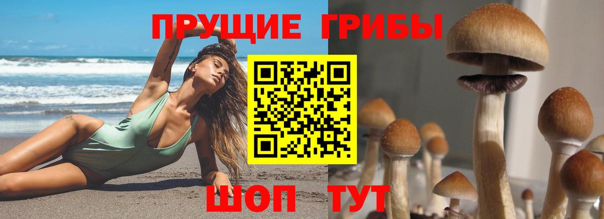 Галлюциногенные грибы Psilocybine cubensis Уварово